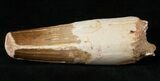 Thick Spinosaurus Tooth - Partial Root #16223-1